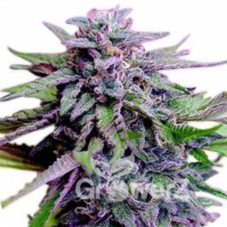 Blueberry Jack Auto Fem.