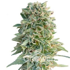 Jack Herer Auto Fem.