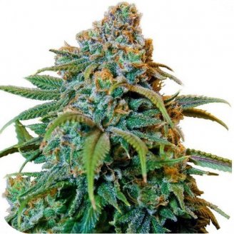 Купить семена марихуаны Thai Haze Auto Fem.