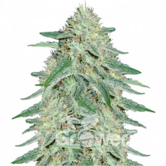 Black Domina Fem.