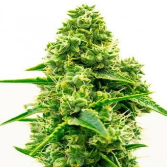 Купить семена марихуаны Kali Mist Auto Fem.