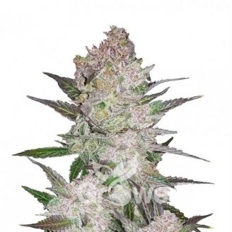 Cream Cookies Auto Fem.