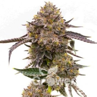 Quarter Pounder Auto Fem.