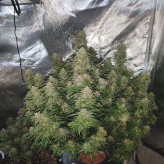 Cinderella Auto Fem.