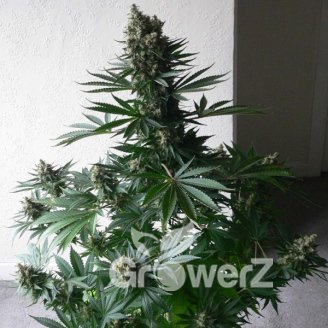 White Widow Auto Fem.