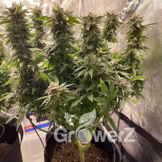 Lemon Cookies Auto Fem.