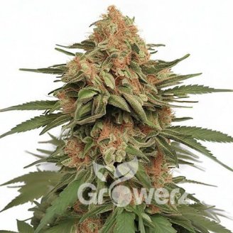 Papaya Cookies Auto Fem.