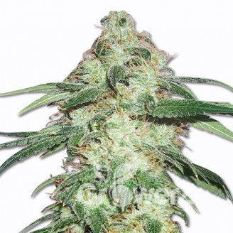 Pound Cake Auto Fem.