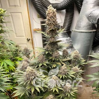 Pound Cake Auto Fem.