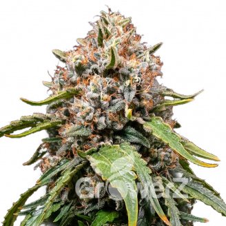 White Widow XL Auto Fem.