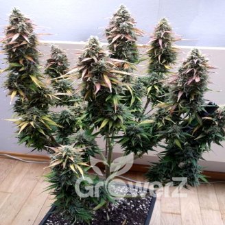 White Widow XL Auto Fem.