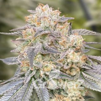 Gorilla Zkittlez Auto Fem.