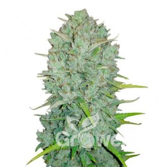 Afghan Original Auto Fem.