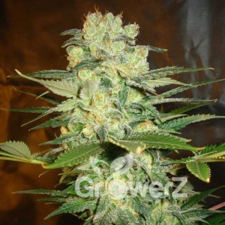 Afghan Original Auto Fem.