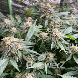 Afghan Original Auto Fem.