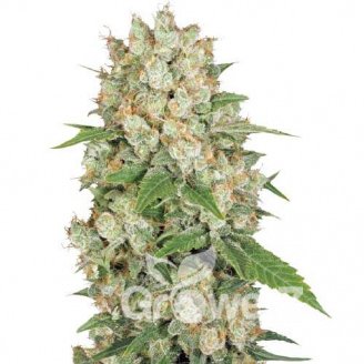 AK 47 XL Fem.