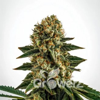 Gorilla Berry Auto Fem.