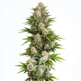 Hellfire OG Auto Fem.