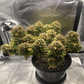 Fat Bastard Auto Fem.