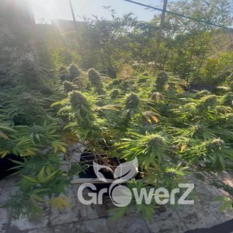 Plushberry Auto Fem.