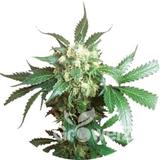 Black Domina Fem.