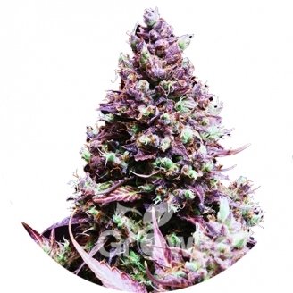 Cream Caramel Auto Fem.