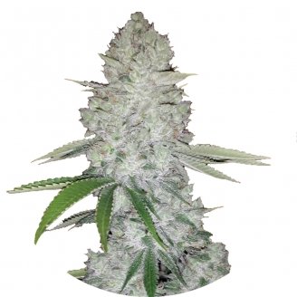 Купить семена марихуаны Gorilla Glue Fem.